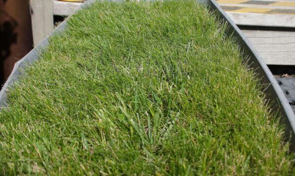 Grass Seed - Wellington