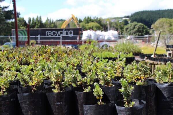 Te Rito Plants